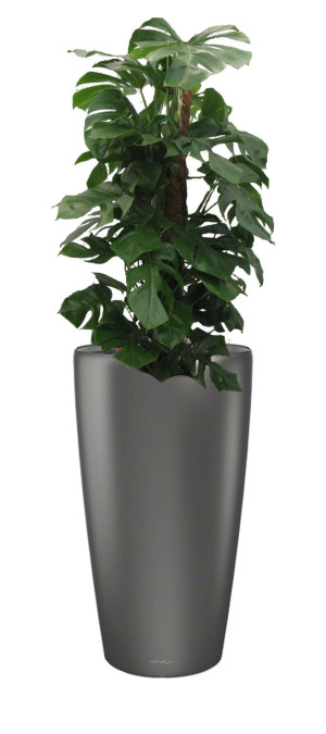 Potted Monstera Deliciosa House Plant in LECHUZA RONDO Charcoal Metallic Self-watering Planter, Total Height 150 cm