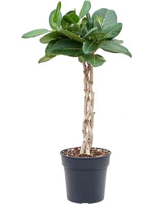 Lush Banyan Fig Ficus benghalensis \'Audrey\' Indoor House Plants W45 H(80-90) cm, Potsize D24 cm