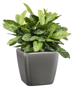 Potted Aglaonema Stripes House Plant in LECHUZA QUADRO LS Charcoal Metallic Self-watering Planter, Total Height 60 cm