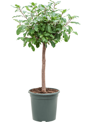 Lush Rubber Plant Ficus reflexa Indoor House Plants W60 H(100-130) cm, Potsize D30 cm