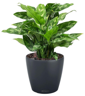 Potted Aglaonema Maria House Plant in LECHUZA CLASSICO Color Slate Self-watering Planter, Total Height 35 cm