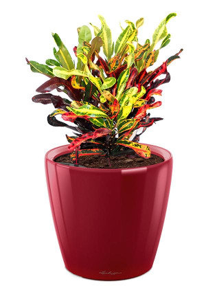 Potted Codiaeum Mammy House Plant in LECHUZA CLASSICO LS Scarlet Red High Gloss Self-watering Planter, Total Height 45 cm