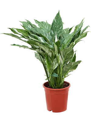 Spathiphyllum \'Diamond\' W40 H(50-60) cm, Potsize D17 cm