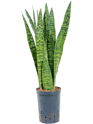 Sansevieria zeylanica Snake Plant W15 H(47-55) cm Live Plant, Potsize D15 cm
