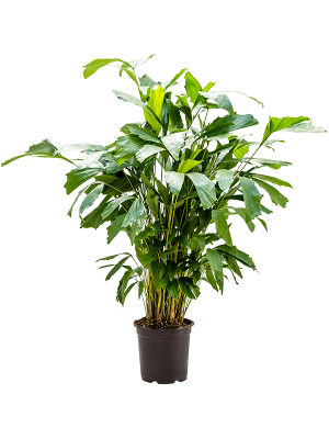 Lush Fishtail Palm Caryota mitis Indoor House Plants W45 H(90-110) cm, Potsize D21 cm