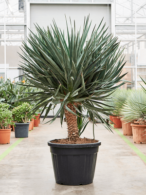 Photogenic Palm Lily Yucca gloriosa (180-200) Tall Indoor House Plants Trees W110 H(150-190) cm, Potsize D60 cm