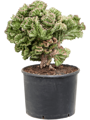 Euphorbia lactea \'Cristata\' (50-70) W35 H(50-60) cm, Potsize D30 cm