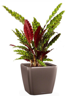 Potted Calathea Lancifolia House Plant in LECHUZA QUADRO LS Espresso Metallic Self-watering Planter, Total Height 65 cm