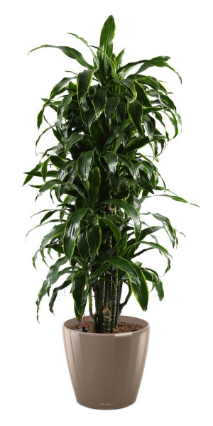 Potted Dracaena Fragrans Arturo House Plant in LECHUZA CLASSICO LS Shiny Taupe Self-watering Planter, Total Height 150 cm