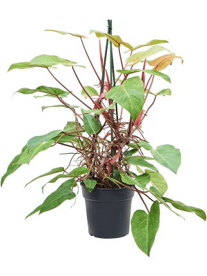 Lush Heart-Leaf Philodendron \'Painted Lady\' Indoor House Plants W55 H(80-100) cm, Potsize D24 cm