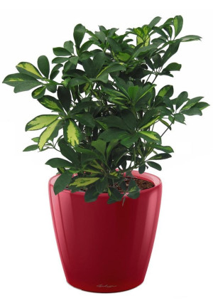 Potted Schefflera House Plant in LECHUZA CLASSICO LS Scarlet Red High Gloss Self-watering Planter, Total Height 60 cm