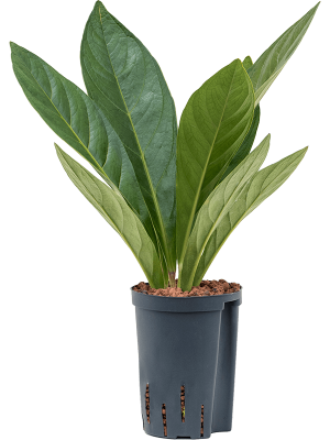 Anthurium elipticum \'Jungle\' hybriden Flamingo Flower W25 H(40-50) cm Live Plant, Potsize D15 cm