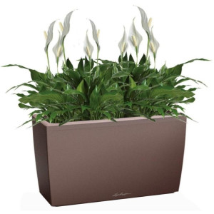 Potted Blooming Spathiphyllum Chopin House Plant in LECHUZA CARARO Espresso Metallic Self-watering Planter, Total Height 70 cm