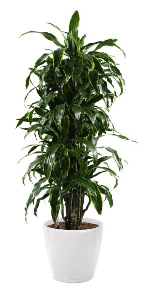 Potted Dracaena Fragrans Arturo House Plant in LECHUZA CLASSICO LS White High Gloss Self-watering Planter, Total Height 150 cm