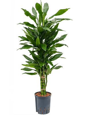 Dracaena fragrans \'Janet Lind\' Corn Plant W40 H110 cm