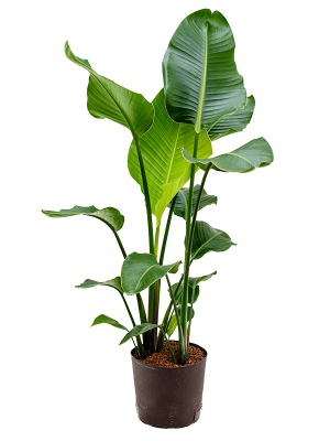 Strelitzia nicolai Bird of Paradise White W40 H(90-110) cm Live Plant, Potsize D22 cm