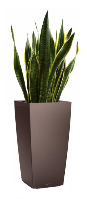 Potted Sansevieria Laurentii House Plant in LECHUZA CUBICO Espresso Metallic Self-watering Planter, Total Height 80 cm