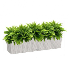 Potted Nephrolepis Exaltata (Sword Fern) House Plant in LECHUZA BALCONERA Cottage Light Grey Self-watering Planter, Total Height 50 cm