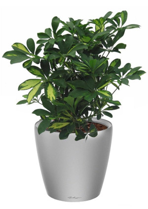 Potted Schefflera House Plant in LECHUZA CLASSICO LS Silver Metallic Self-watering Planter, Total Height 60 cm