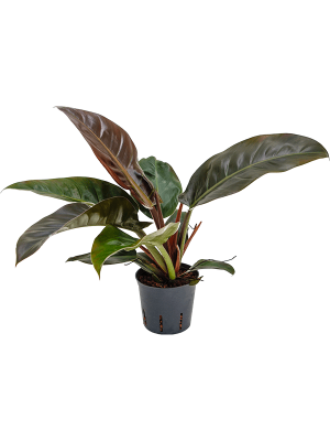 Philodendron \'Imperial Red\' W25 H(20-30) cm Live Plant, Potsize D13 cm