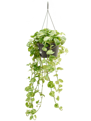 Shade-loving Satin Pothos Scindapsus (Epipremnum) \'Global Green\' Indoor House Plants W60 H(70-80) cm, Potsize D28 cm