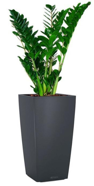 Potted Zamioculcas Zamiifolia House Plant in LECHUZA CUBICO Color Slate Self-watering Planter, Total Height 150 cm