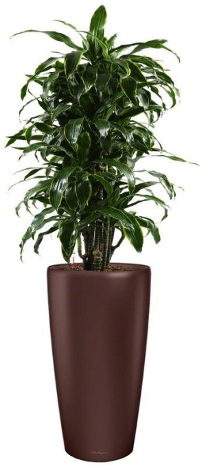 Potted Dracaena Fragrans Arturo House Plant in LECHUZA RONDO Espresso Metallic Self-watering Planter, Total Height 160 cm