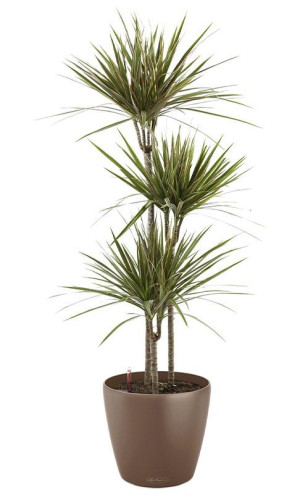 Potted Dracaena Marginata House Plant in LECHUZA CLASSICO Color Nutmeg Self-watering Planter, Total Height 120 cm