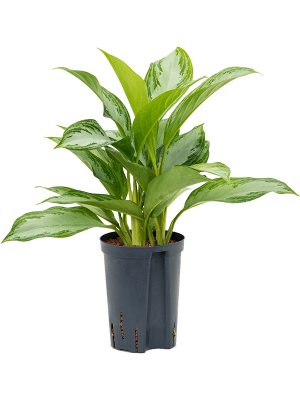 Aglaonema \'Silver Bay\' Chinese Evergreen W25 H(30-40) cm Live Plant, Potsize D15 cm