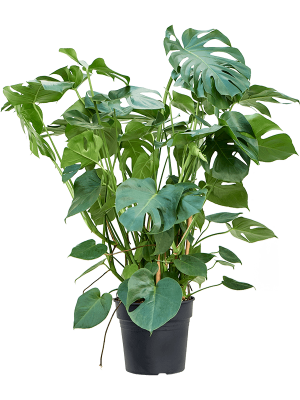 Shade-loving Swiss Cheese Plant Monstera deliciosa Indoor House Plants W70 H(92-115) cm, Potsize D30 cm