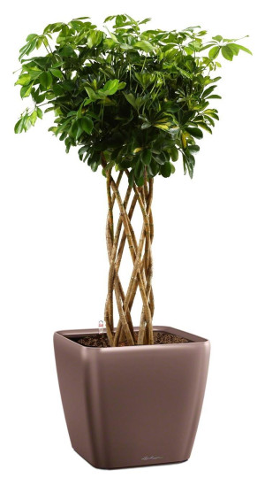 Potted Schefflera Arboricola Gold Capella House Plant in LECHUZA QUADRO LS Espresso Metallic Self-watering Planter, Total Height 180 cm