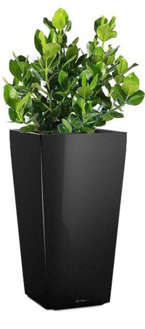 Potted Clusia House Plant in LECHUZA CUBICO Black High Gloss Self-watering Planter, Total Height 90 cm