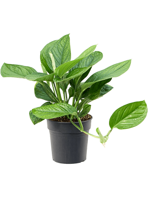 Shade-loving Monkey Leaf Monstera pinnatipartita Indoor House Plants W35 H(30-40) cm, Potsize D19 cm