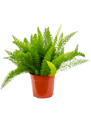 Lush Foxtail Fern Asparagus densiflorus \'Meyers\' Indoor House Plants W50 H(55-65) cm, Potsize D27 cm