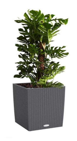 Potted Monstera Deliciosa House Plant in LECHUZA CUBE Cottage Granite Self-watering Planter, Total Height 160 cm