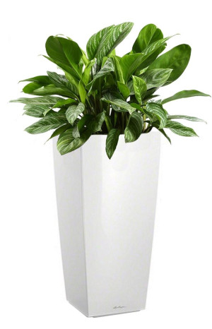 Potted Aglaonema Stripes House Plant in LECHUZA CUBICO White High Gloss Self-watering Planter, Total Height 125 cm