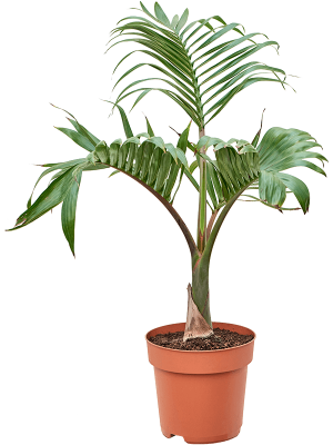 Lush Bottle Palm Hyophorbe lagenicaulis Tall Indoor House Plants Trees W65 H(80-100) cm, Potsize D27 cm
