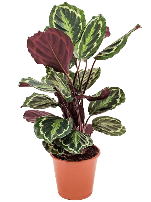 Showy Pin-Stripe Calathea \'Medallion\' Indoor House Plants W45 H(50-60) cm, Potsize D19 cm