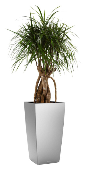Potted Dracaena Marginata House Plant in LECHUZA CUBICO Silver Metallic Self-watering Planter, Total Height 150 cm