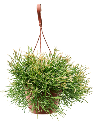 Shade-loving Easy Sweet Rhipsalis clavata Indoor House Plants W30 H(30-35) cm, Potsize D17 cm