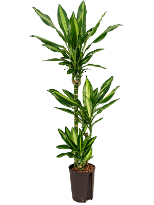 Dracaena fragrans \'Cintho\' Corn Plant W35 H(92-115) cm Live Plant, Potsize D15 cm