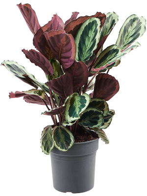 Showy Pin-Stripe Calathea \'Marion\' Indoor House Plants W40 H(60-70) cm, Potsize D24 cm