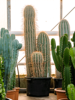 Majestic Pasacana Tree Cactus Trichocereus pasacana Indoor House Plants W50 H(130-160) cm, Potsize D40 cm