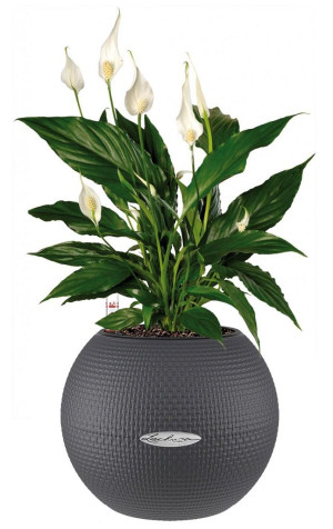 Potted Blooming Spathiphyllum House Plant in LECHUZA-PURO Slate Self-watering Planter, Total Height 45 cm