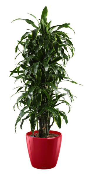 Potted Dracaena Fragrans Arturo House Plant in LECHUZA CLASSICO LS Scarlet Red High Gloss Self-watering Planter, Total Height 150 cm