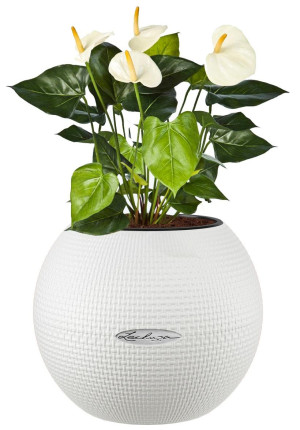 Potted Blooming Anthurium Andraeanum House Plant in LECHUZA-PURO White Self-watering Planter, Total Height 40 cm