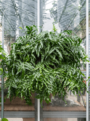Easy-Care Kangaroo Foot Fern Microsorum diversifolium xxl Indoor House Plants W100 H(80-90) cm, Potsize D35 cm
