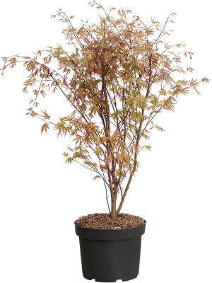Acer Palmatum \'Atropurpureum\' (90-110) W40 H(80-100) cm, Potsize D31 cm