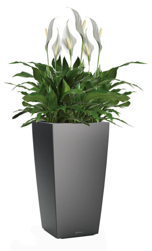 Potted Blooming Spathiphyllum Sweet Chico House Plant in LECHUZA CUBICO Charcoal Metallic Self-watering Planter, Total Height 80 cm
