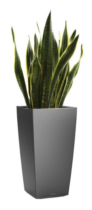 Potted Sansevieria Laurentii House Plant in LECHUZA CUBICO Charcoal Metallic Self-watering Planter, Total Height 80 cm